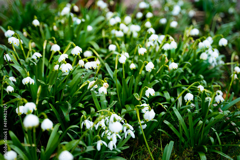 Flowers Flowers