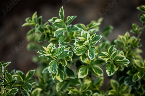 Beresklet is a genus of woody plants of the Bereskletovye family. Close-up.