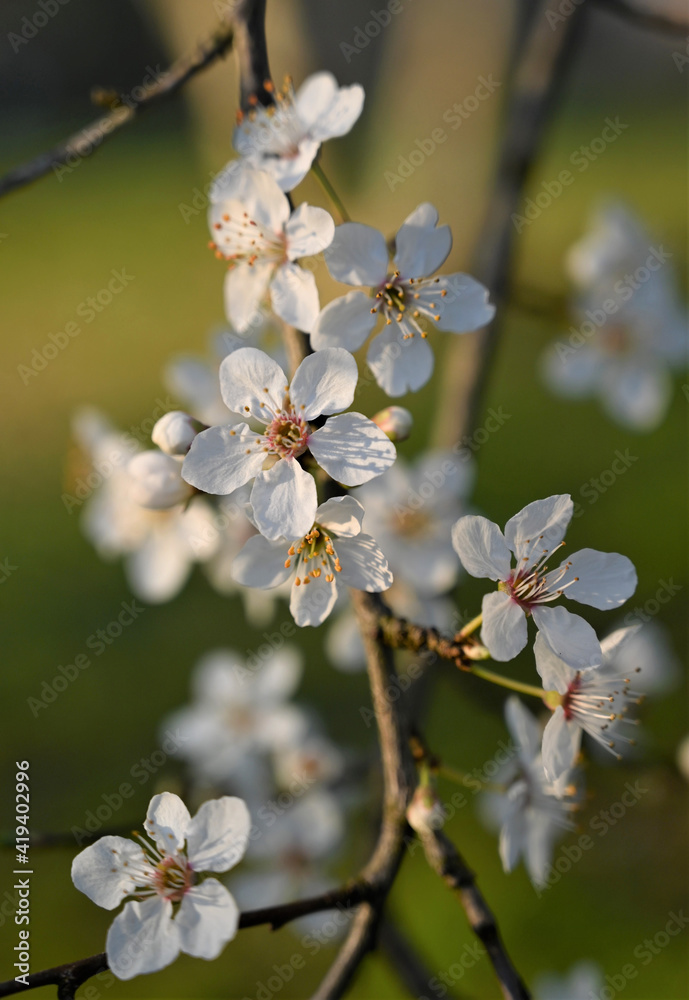 White cherry blossom in spring. Background of beautiful white cherry blossom. Cherry tree in white flowers. Blurring background. White cherry blossom in spring. Background of beautiful white cherry blossom. Cherry tree in white flowers. Blurring background.