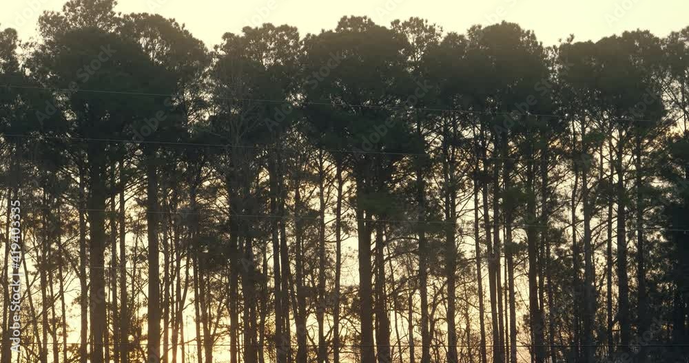 A dramatic wide time lapse shot of the sun rising behind longleaf pine trees.  	