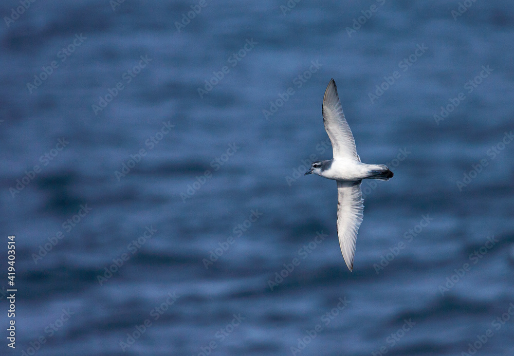 Antarctische Prion, Antarctic Prion, Pachyptila desolata Antarctische Prion, Antarctic Prion, Pachyptila desolata