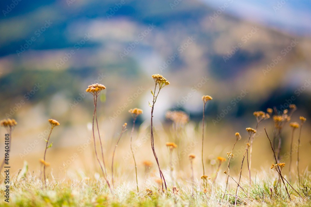 Fototapeta premium field of daisies