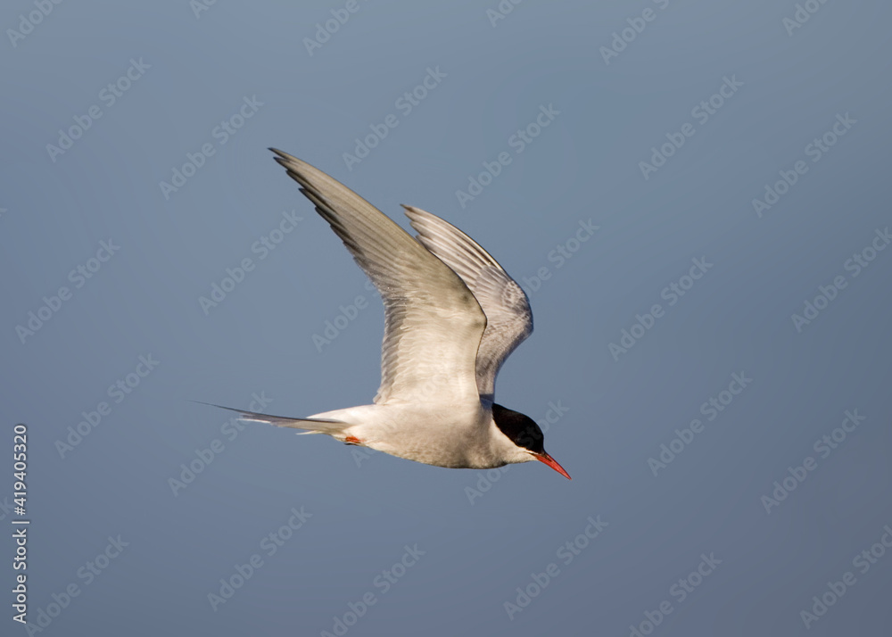 Obraz premium Noordse Stern, Arctic Tern, Sterna paradisaea