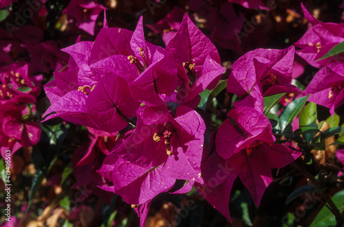 Bougainvillée, bougainvillier , Bougainvillea glabre photo