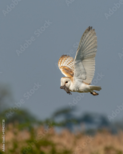 Barn Owl (Tyto alba) in flight carrying a recently caught mole