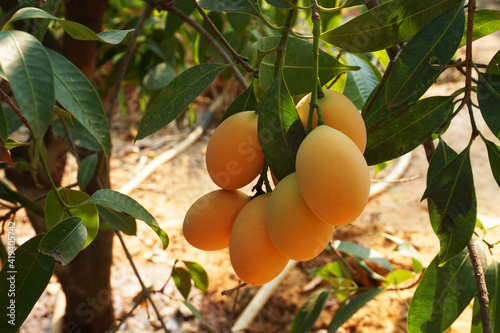 Marian plum,Marian mango or plango (mayongchit in Thai). The harvest season lasts from February to March. photo