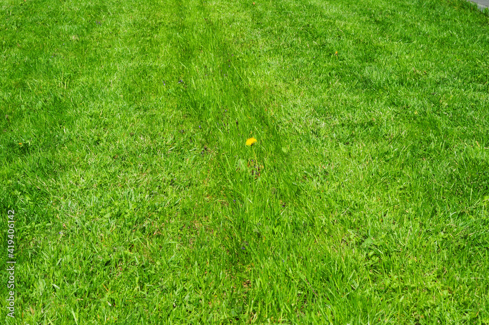 A green lawn maintenance. How to take care of a lawn. A close-up of a mown, edged lawn, with removed weeds but for one yellow dandelion.