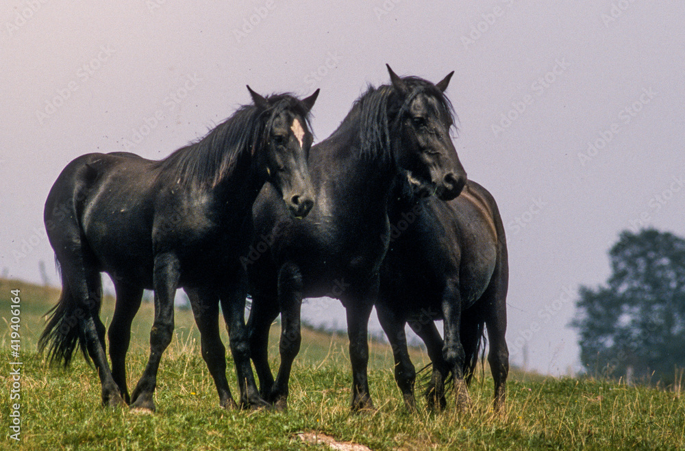 Obraz premium cheval, race Merens, Ariége