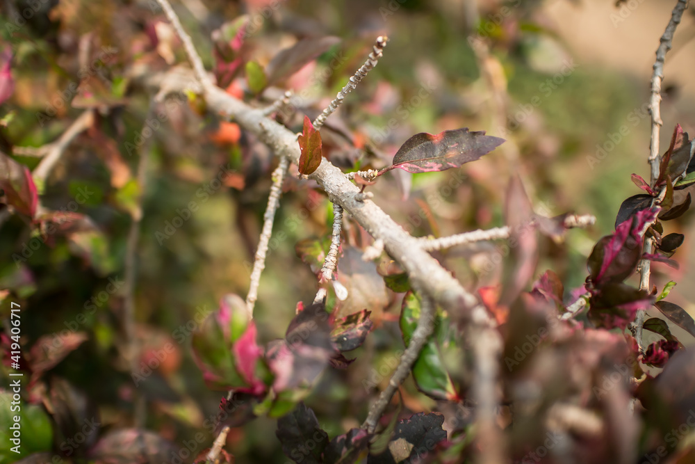 Close up Twigs of red Hibiscus rosa-sinensis Close up Twigs of red Hibiscus rosa-sinensis