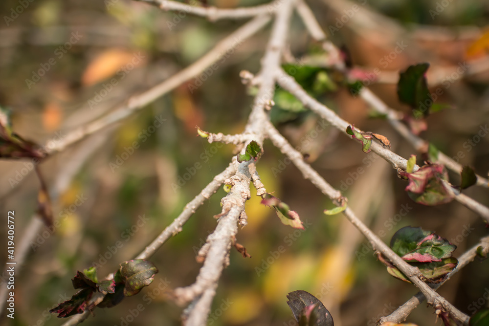 Close up Twigs of red Hibiscus rosa-sinensis Close up Twigs of red Hibiscus rosa-sinensis