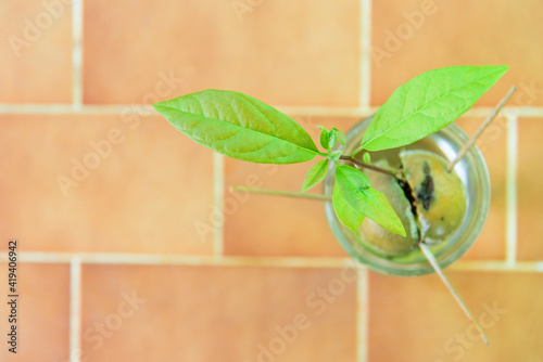 Closeup focus to Seed the avocado in water