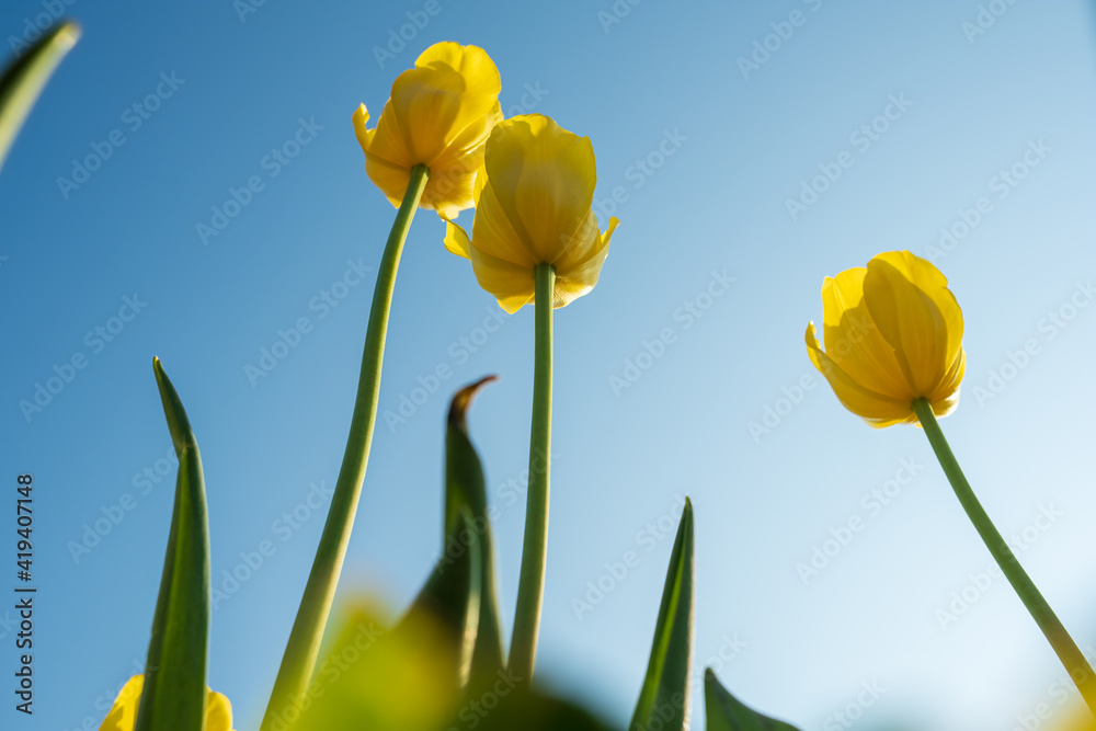 Fototapeta premium yellow tulips up to the sky