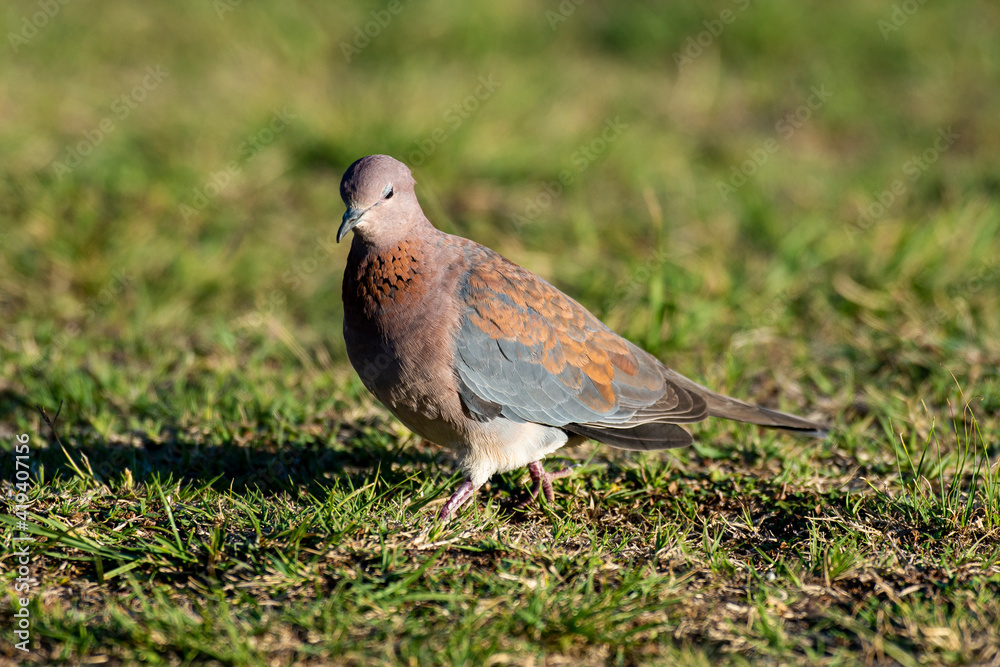Obraz premium Tourterelle maillée,.Spilopelia senegalensis, Laughing Dove
