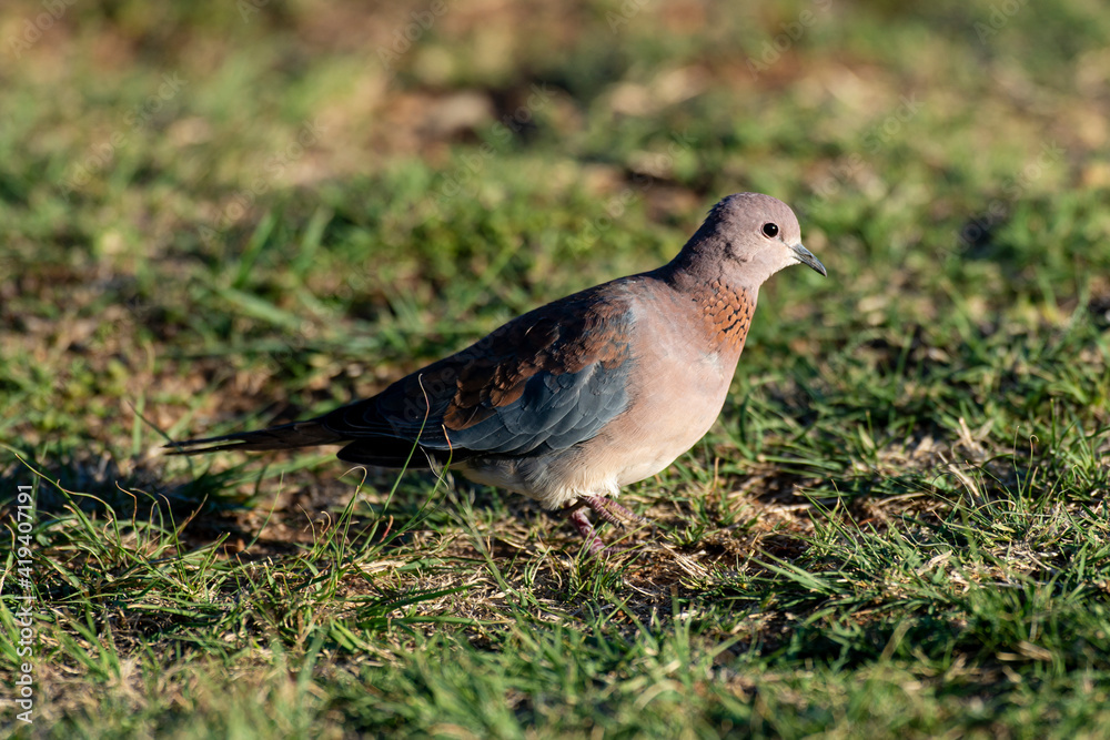 Fototapeta premium Tourterelle maillée,.Spilopelia senegalensis, Laughing Dove
