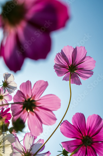 wild flowers up to the sky