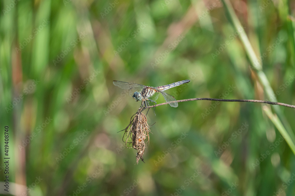 Blue Dasher Dragonfly in Summer Blue Dasher Dragonfly in Summer