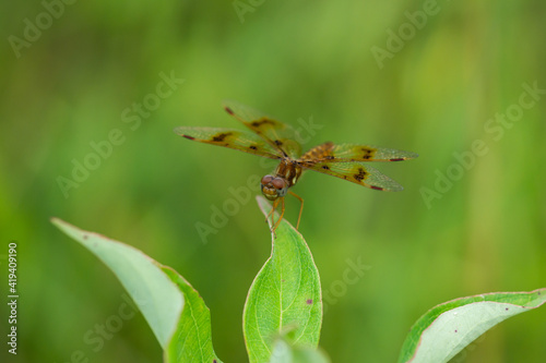 Eastern Amberwing Dragonfly in Summer photo