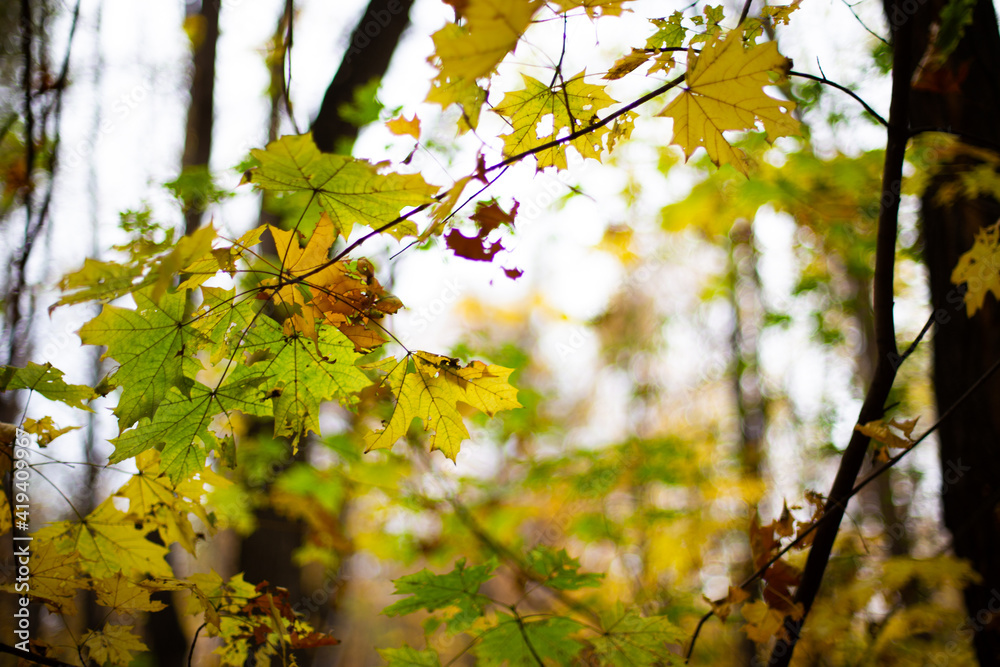 deep in the forest. thicket. green forest in siberia deep in the forest. thicket. green forest in siberia