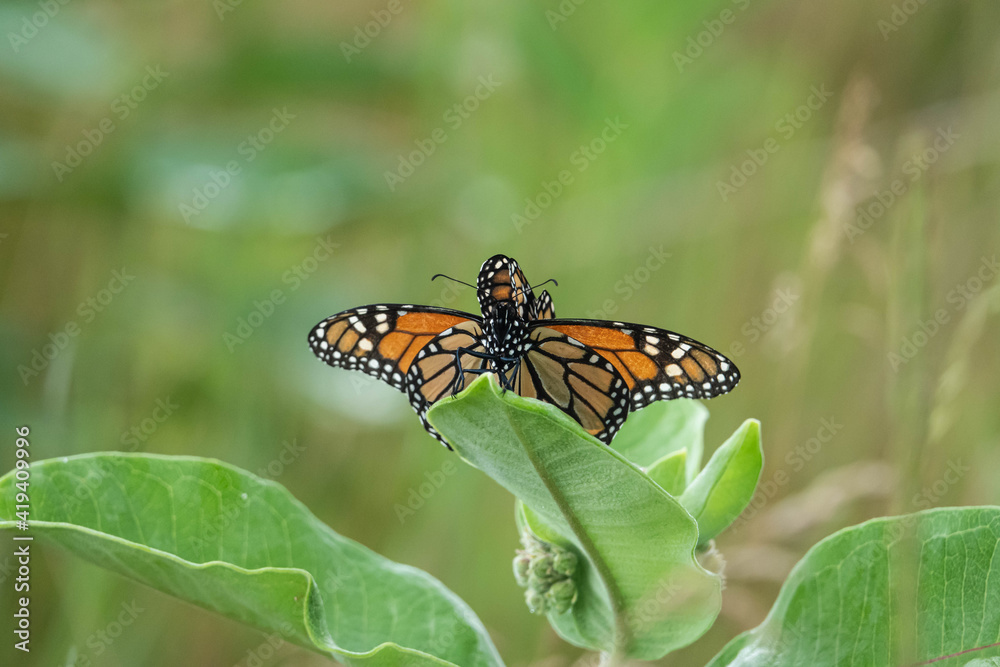 Fototapeta premium Monarch Butterflies Mating in Summer
