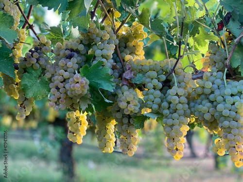 grapes in vineyard
