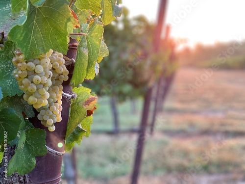 bunch of grapes