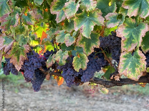 grapes on vine