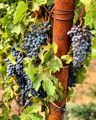 red wine grapes