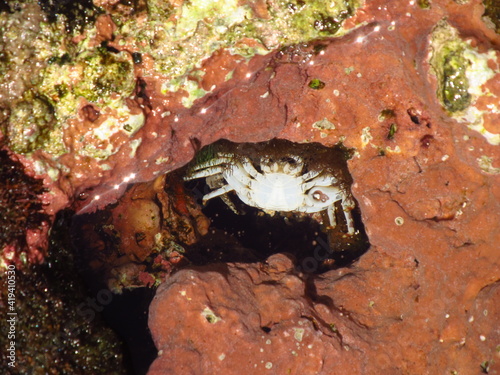 Mały krab w pustce wypełnionej wodą w skale
