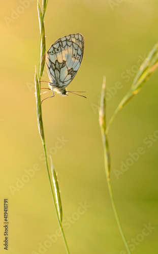 Marbled white butterfly hanging on grass waiting for the sun to warm up in the morning
