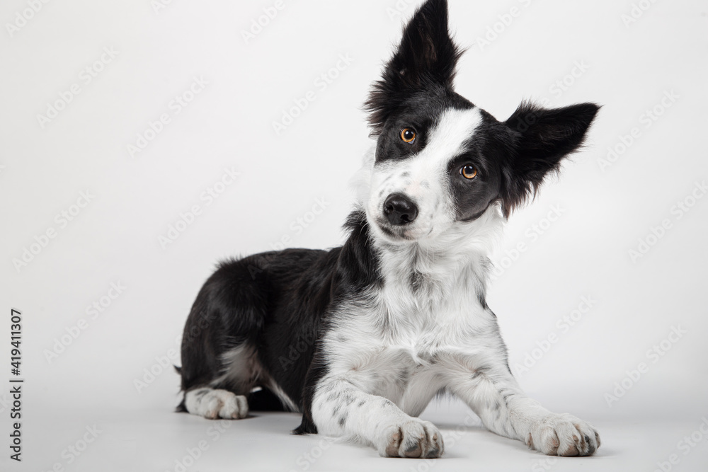 Border collie puppy lying in front of white background Border collie puppy lying in front of white background