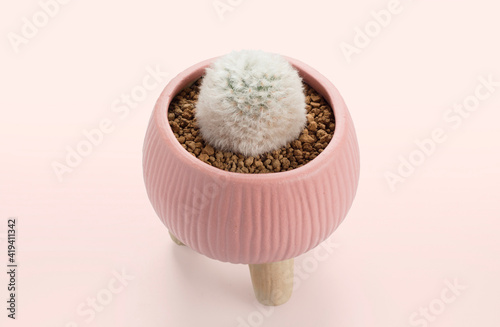 mammillaria cactus pots. photo