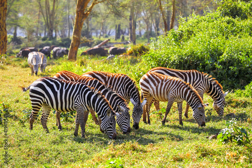 Plains zebras