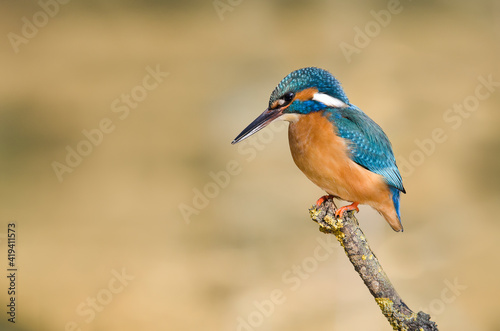 European kingfisher resting on a branch waiting for a fish to catch © Elles Rijsdijk