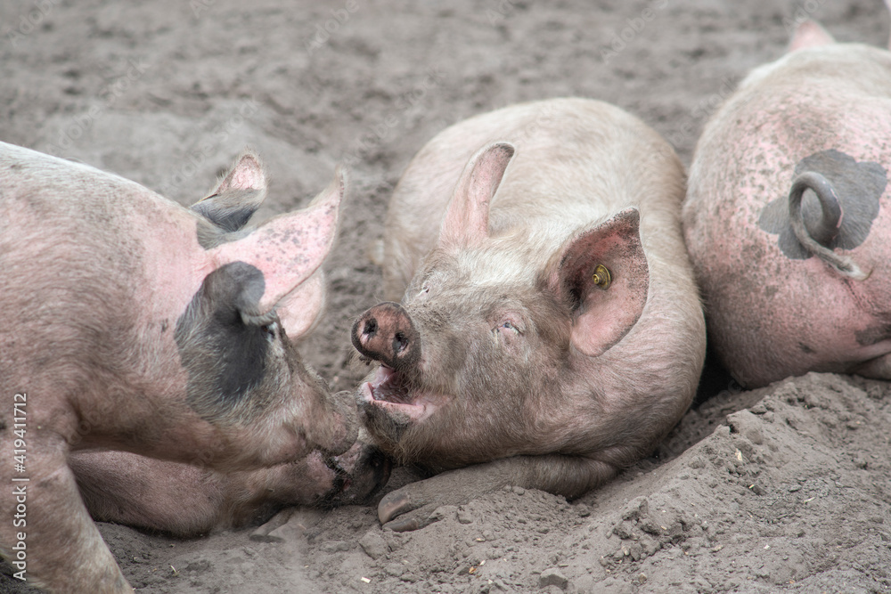 Three free range pig lying in the sand enjoying themselves Three free range pig lying in the sand enjoying themselves
