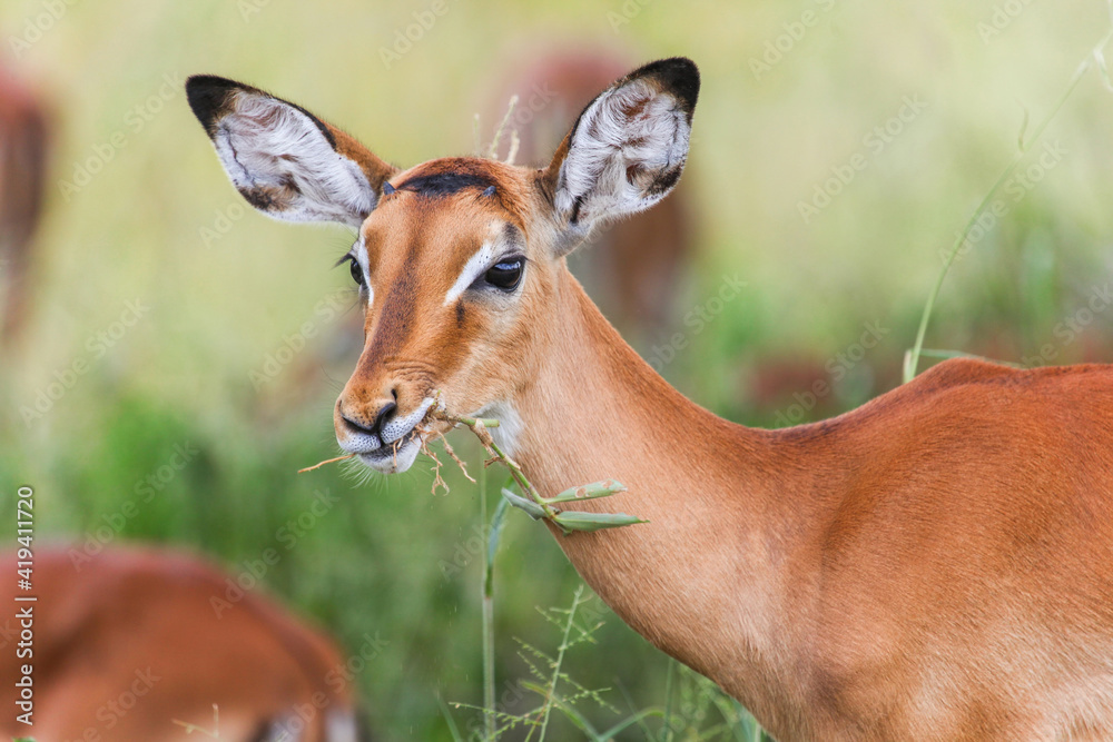 Impala