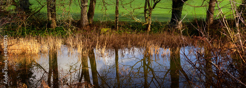 Conservation area woodland