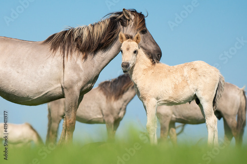 Mare and young foal konik horse on a sunny with with blue sky and sunshine