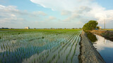 Landscape of rice paddy field in Sekinchan, Selangor, Malaysia during evening.