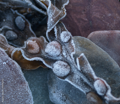 Seaweed on a frosty morning