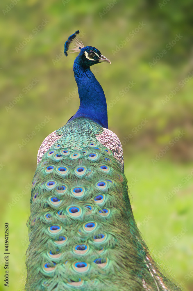 Fototapeta premium Male peacock with long feathered tail looking back over its shoulding on a green background