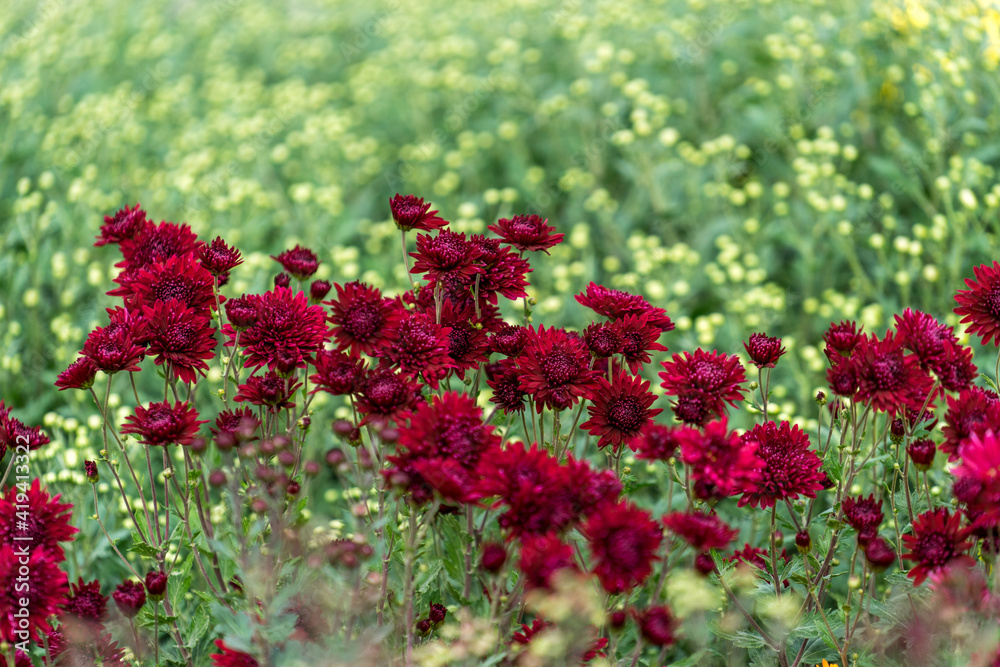 Floral background with a beautiful Burgundy chrysanthemums Floral background with a beautiful Burgundy chrysanthemums