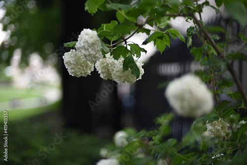 Selective focus shot of white viburnum buldenezh photo