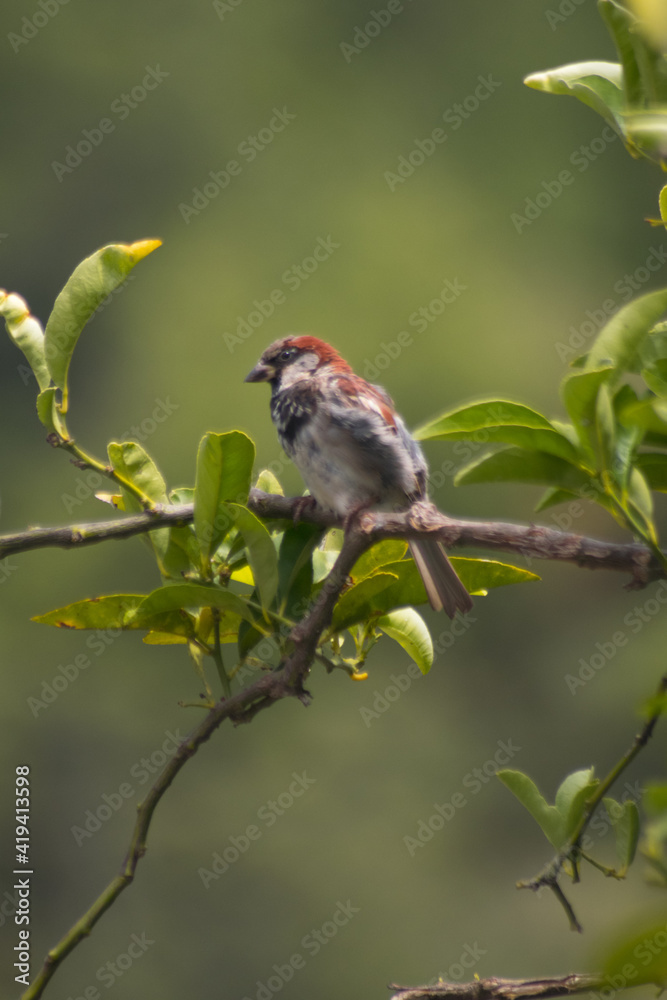 sparrow on a branch