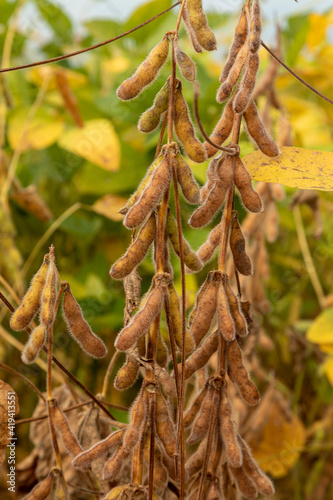 Soy plantation with dry grains, ready for harvest photo