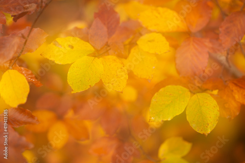 Autumn leafs in a idyllic soft focus image