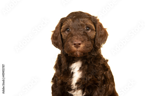 Fototapeta Naklejka Na Ścianę i Meble -  Portrait of a cute labradoodle puppy on a white background