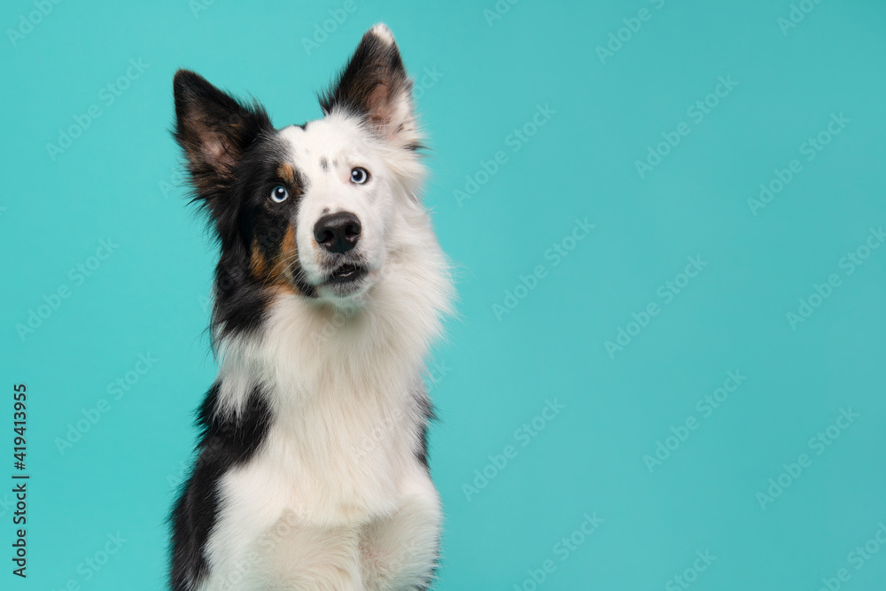 Portrait of a border collie dog on a blue background