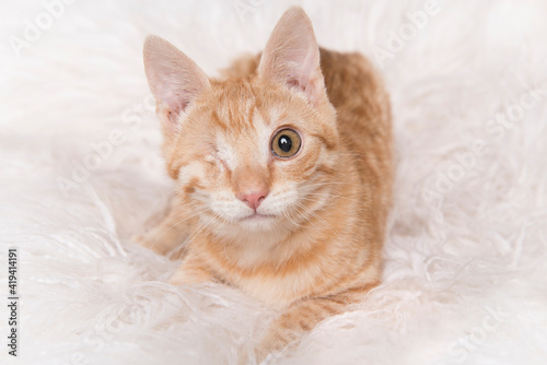 Cute one eyed visual handicapped orange ginger young cat looking at the camera lying on a white fur