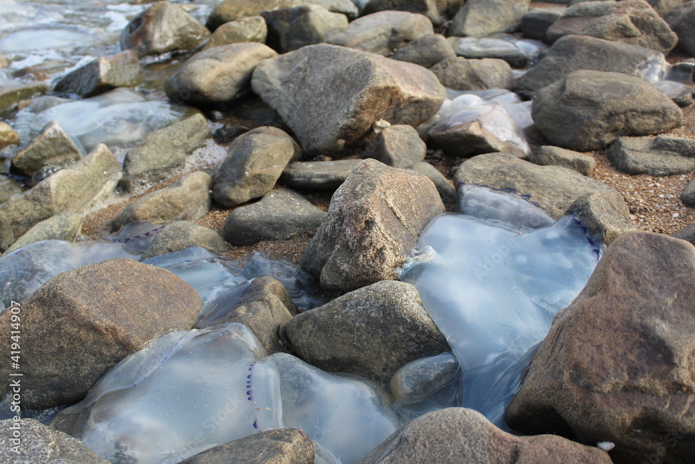 kornerot transparent jellyfish washed up on the shore among the rocks in the Sea of Azov