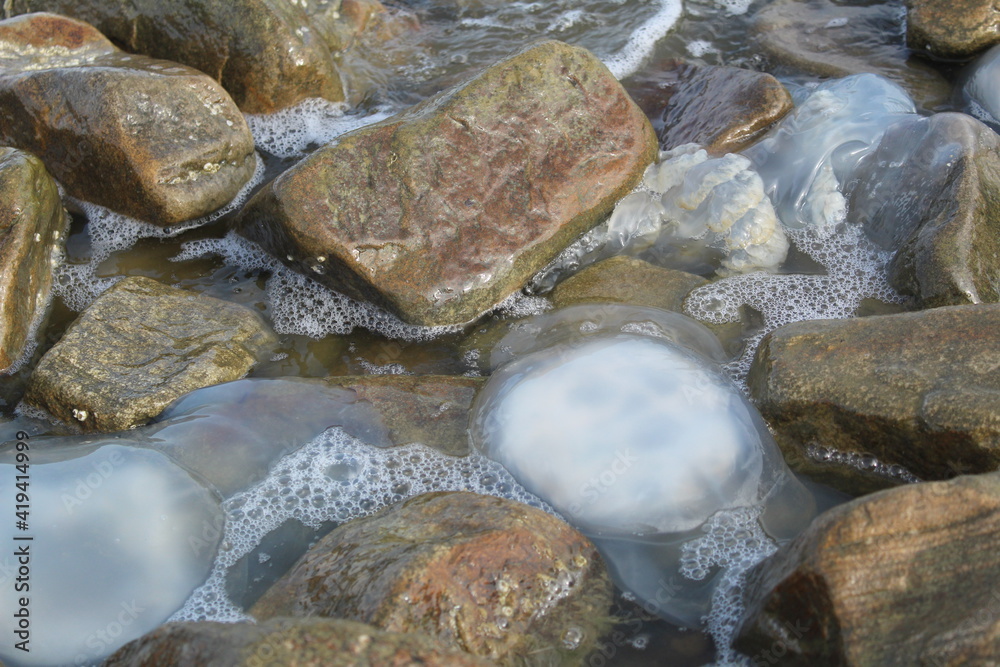 kornerot transparent jellyfish washed up on the shore among the rocks in the Sea of Azov